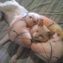 Gato de Cultura Gato de Cultura