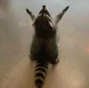 racoonwow