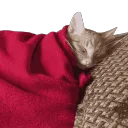 dreaming about catnip