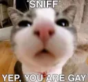 gay