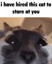staring cat