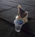 cat_drink