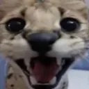 SmileyCheetah