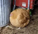 Chicken Ball