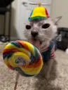 cat lollipop