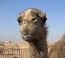 camel