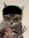 zoro_one_piece_cat