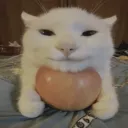 cat appel