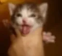 AAAA