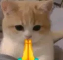 cat pray