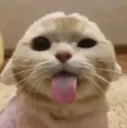 blep