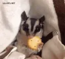 sugarglider eating