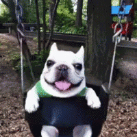 silly dog ggcinnabun