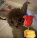 rose for you