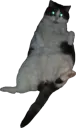 chill cat