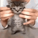 kitty dance ggvile