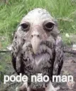 Pode não man
