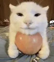 cat apple