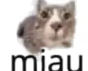 Miau