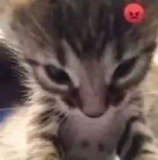 angry cat