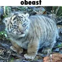 fatcat