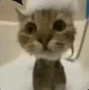 gato fudido