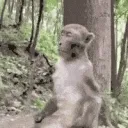 monkey zen...