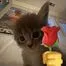 cat romance