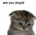 are you stupid 