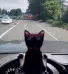 cat gta