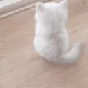 cute cat /cutiecupids