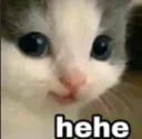 cat-hehe