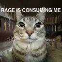 ANGRY CAT