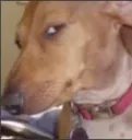 dog stare 