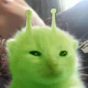 alien cat