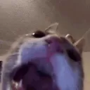 cat scream