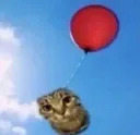 Baloon cat