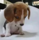 cachorro triste