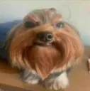 bixo doido