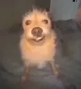 ropopo