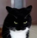 angry mad cat