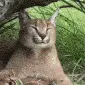 caracal yawn