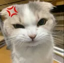 angry cat