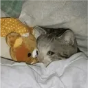 gato regañado gato regañado