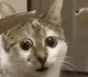 shocked cat