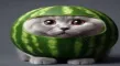 cat melon