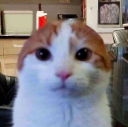 starecat avelune