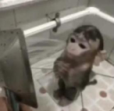 sadmonkey noia