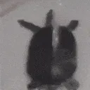 realcost_dancing turtle