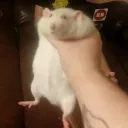 Fat Rat